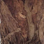 Wholesale Tobacco Leaves for sale