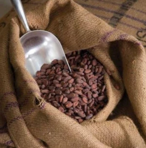Premium Natural Dried Cocoa Beans