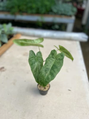 Philodendron Paraiso Verde
