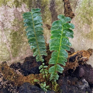 Lindsaea sp Sumatra
