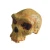 Import Model Of Broken Hill or Kabwe Anthropological Skull Model from China
