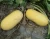 Import SL01 Slender Seeded Squash Variety with High Disease Resistance from China