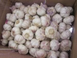 PREMIUM FRESH PURE WHITE GARLIC FOR SALE