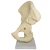 Import Human Deluxe Functional Hip Joint Model from China