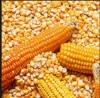 maize