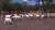 Import Pure Breed Boer Goats / Live Boer Goats Male/ Female / Live Sheep, from South Africa