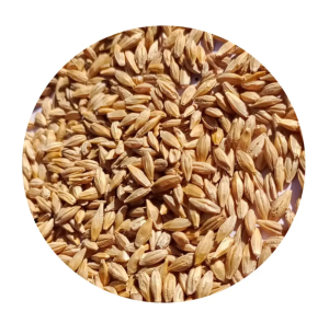Hot Sales Organic Malting Barley / Whole Barley Grains