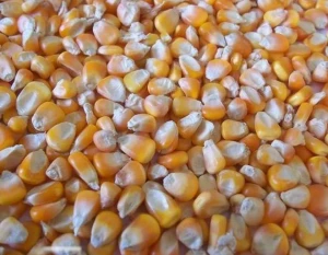 NON-GMO-GRADE – Grade #1 YELLOW CORN/WHITE CORN (Human Consumption)