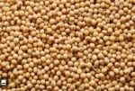 Premium Soybean