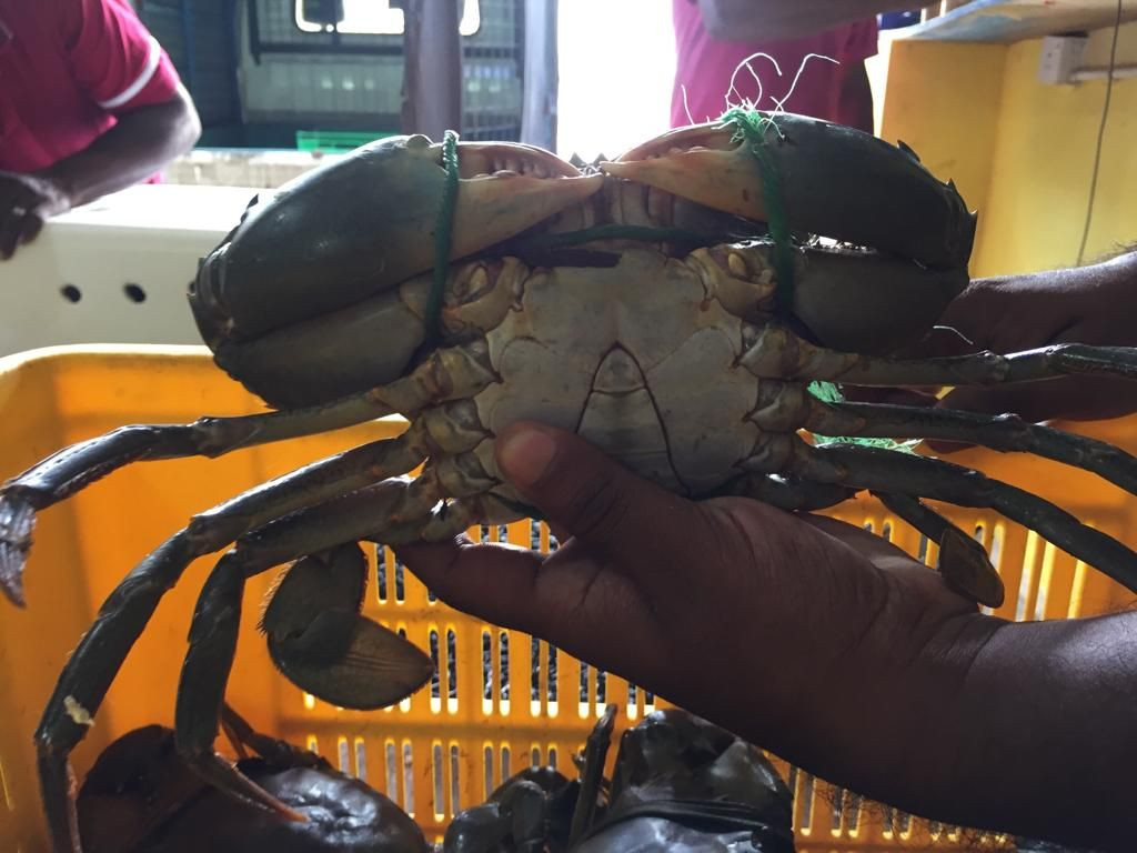 buy-live-mud-crabs-from-avid-one-australia-australia-tradewheel
