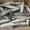 Sea and Landfrozen Pacific Mackerel Pacifated Mackerel Fish Frozen Mackerel Fish Prices