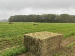 Mega bales of alfalfa