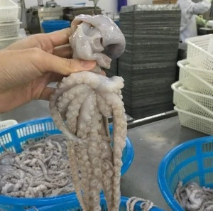 whole cleaned baby octopus
