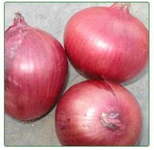 fresh red onions size 8cm up for sale