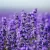 Import 100% natural high quality Xinjiang production lavender flowers dried from China