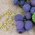 95% OPC grape seed extract