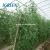 Import Agricultural greenhouses for tomato for sale from China