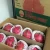 Import Agriculture Malaysia Premium Grade Fresh Red Dragon Fruit from Malaysia