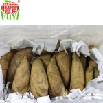 BAMBOO SHOOT