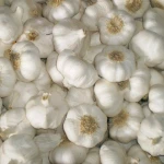 best quality cheap fresh garlic for sale