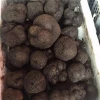 Best quality fresh truffle mushroom