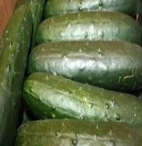Best Quality Fresh Vegetables Cucumber Exporter from Germany