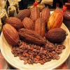 Best Quality Grade A Cacao Beans ,Dried Criollo Cocoa Beans ,Organic Roasted Cacao Beans
