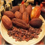 Best Quality Grade A Cacao Beans ,Dried Criollo Cocoa Beans ,Organic Roasted Cacao Beans