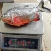 Best Red Pomfret Whole Round Seafood to Africa