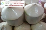 Big and Fresh green coconut from Africa-(what's:+22575226037)