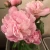 Import Birthday funeral flowers  wedding party club fresh flower deliveryflower peony from China