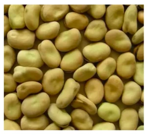 Broad / Faba Beans for Sale