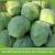 Import bulk fresh chinese cabbage/price cabbage chinese fresh from China