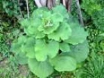 Burdock