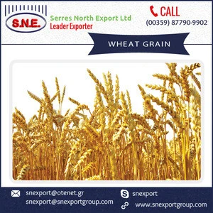 Carbohydrates and Protein Rich Wheat Grain from Top Ranked Distributor