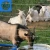 Import CE agricultural cattle &grassland mesh fence ce certificate paddock fence for breeding sheep goat mesh fence from China