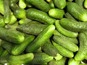 Cheap Fresh Cucumber For Sale