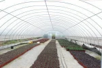 Chinese Polythene Tunnel Greenhouse Agriculture