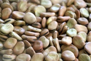 Dried Broad Fava Bean