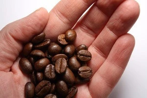 Dried Coffee Bean/ Cafe Bean/ Robusta &amp; Arabica 2016