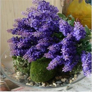 dried lavender flowers for hall decoration