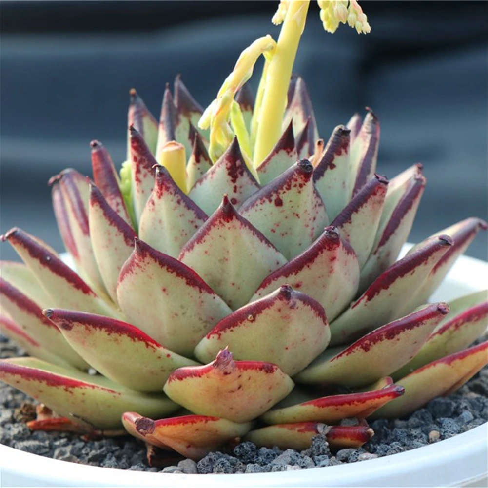 Echeveria agavoides ebony popular natural plants with red edge real succulents ornamental plants live