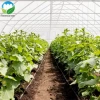 Factory direct single-span plastic shed greenhouse for vegetables.