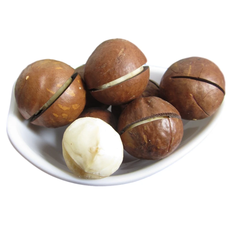 Factory Supply 2020 Crop Chinese High Quality Price Whole Raw Roasted Macadamia Nut With Shell