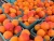 Import Fresh Apricots/ Fresh Fruit! from India
