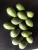 Import Fresh Avocado from Spain