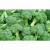 Import Fresh Broccoli ,Fresh Green Brocolli,Frozen fresh broccoli from Canada