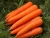 Import Fresh Carrot with best natural taste from South Africa