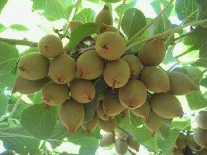Fresh Kiwi Fruits
