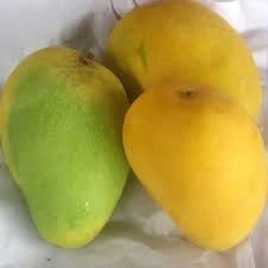 FRESH MANGO From South Africa